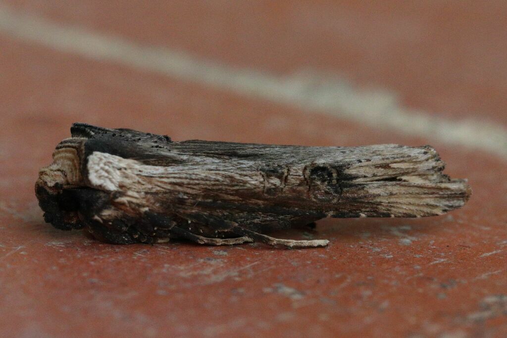 Photo of Sword-grass (Xylena exsoleta)
